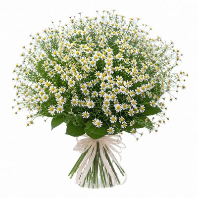 Ромашка кустовая