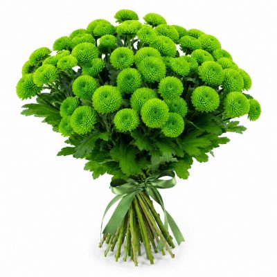 Хризантема кустовая зеленая